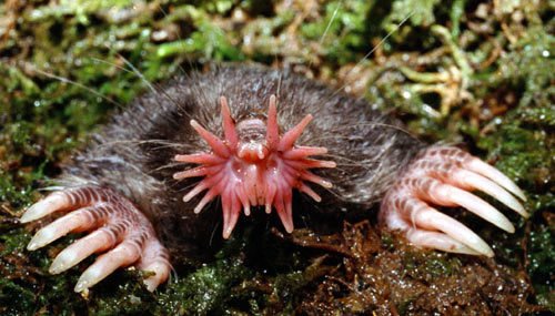 starnosed_mole