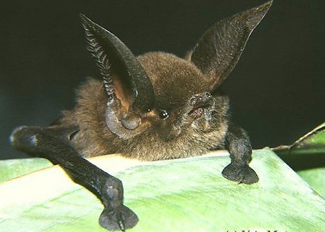 sucker-footed_bat