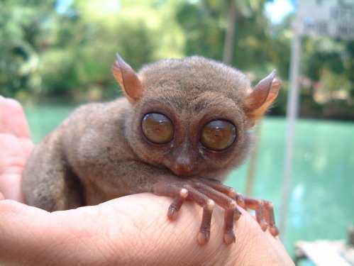tarsier