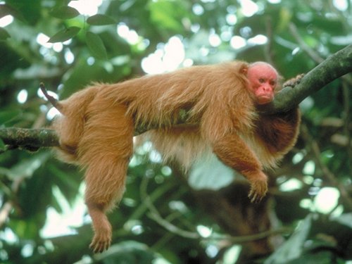 uakari