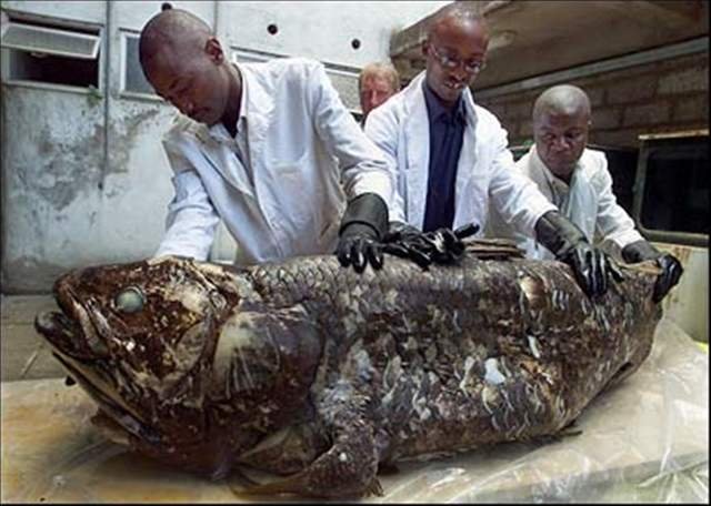 windowslivewriteratrapanuncoelacantovivo-13517coelacanto3