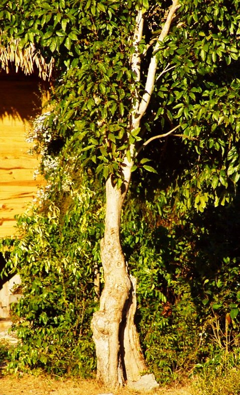 woman_tree31