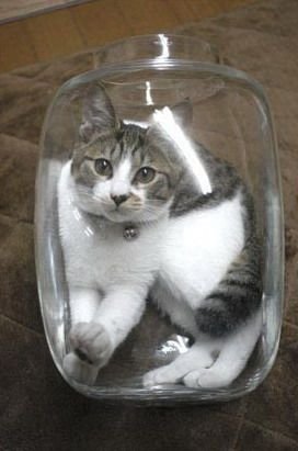 bonsai_cats