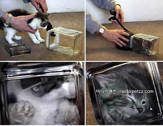 gato_bonsai