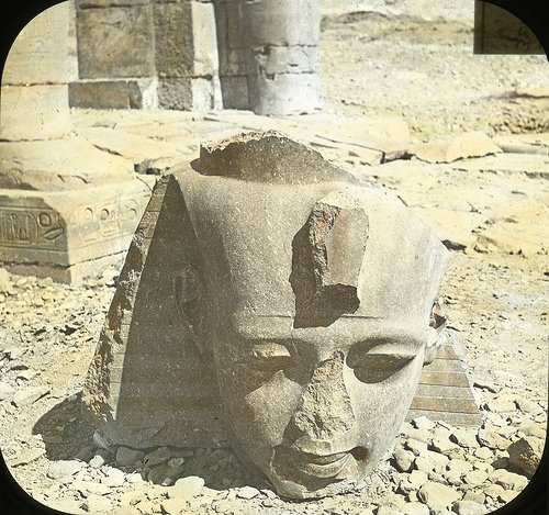 ramsesii
