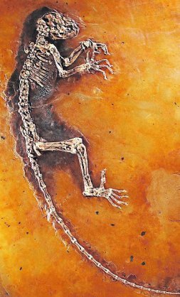 US-SCIENCE-FOSSIL-PRIMATE
