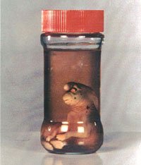 gnomo
