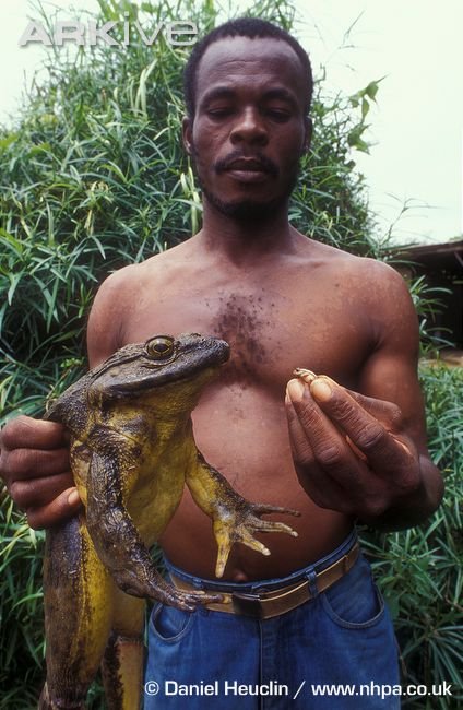 large-Goliath-frog-being-held-and-compared-to-the-tiny-reed-frog