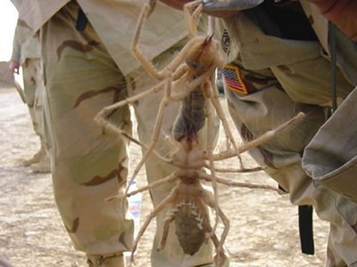 araña_camello