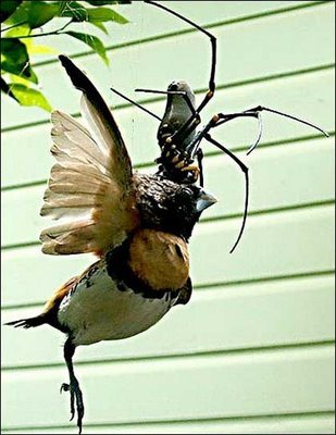 araña_seda_de_oro