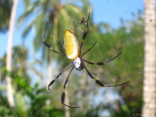 araña_seda_dorada