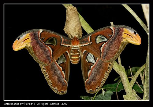 attacus_atlas