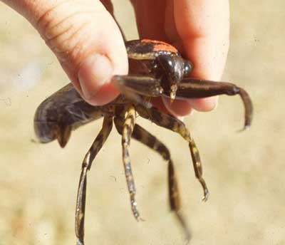 belostomatidae