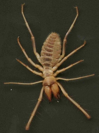 camel_spider