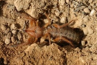 camel_spider_2