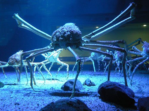 cangrejo_gigante_japones