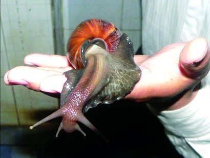 caracol_gigante