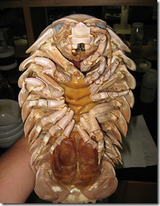 cochinilla_de_humedad