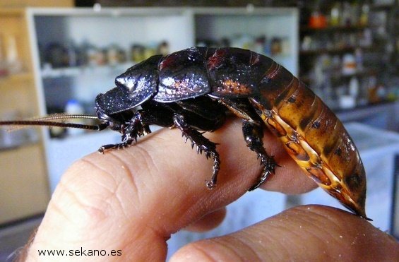 cucaracha_gigante_de_madagascar