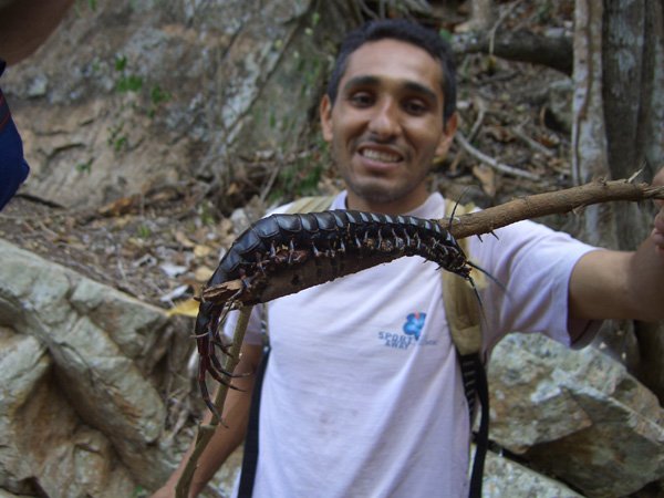 escalopendra_gigante