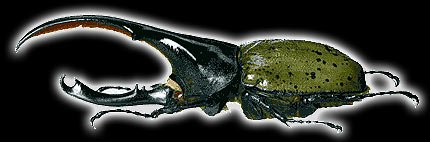 escarabajo rinoceronte