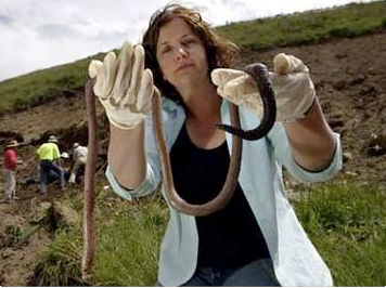 giant-south-african-earthworm