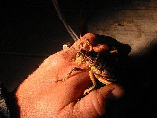 giant-weta