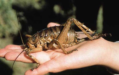 giantweta
