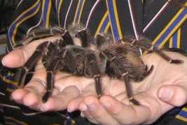 Goliath-Tarantula