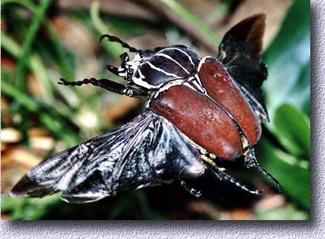 goliath_beetle