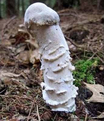 hongo_con_forma_de_pene