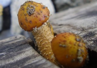 Hongos falicos