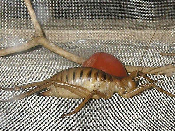 insectos_gigantes