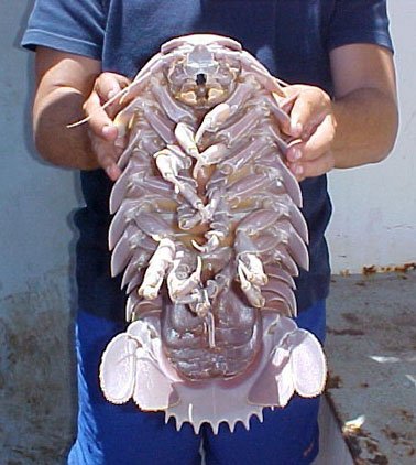 isopodo2