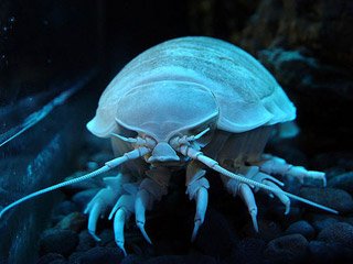isopodo_gigante