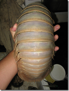 isopodo_gigante2