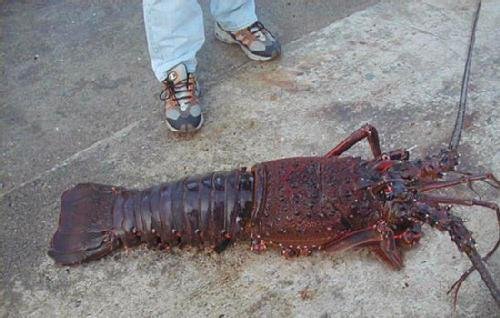 langosta_gigante