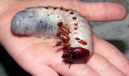 larva_de _escarabajo_rinoceronte