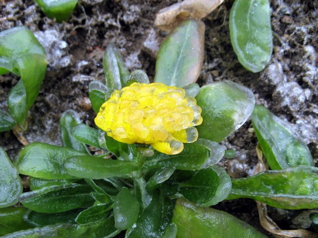 Lluvia_de_hielo_en_China-05