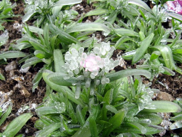Lluvia_de_hielo_en_China-06