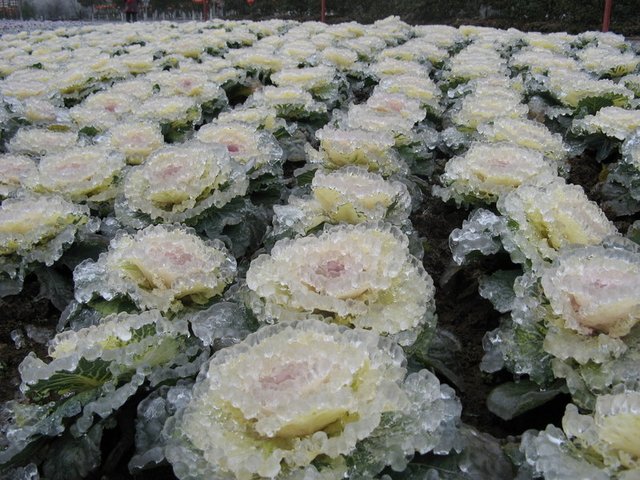 Lluvia_de_hielo_en_China-07