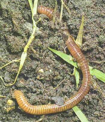 lombriz_gigante_africana
