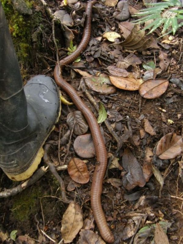 lombriz_gigante_ecuador