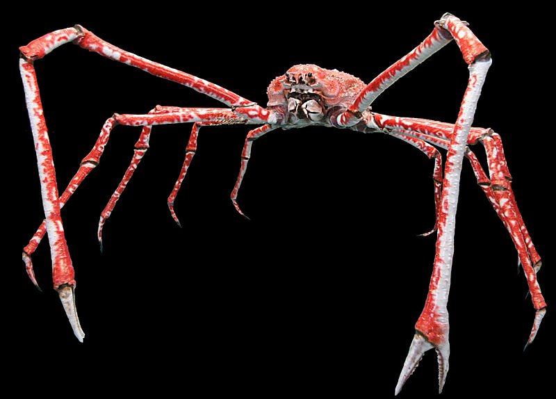 Macrocheira_kaempferi