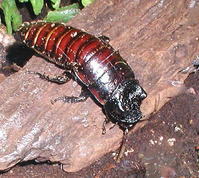 Madagascan.hissing.cockroach