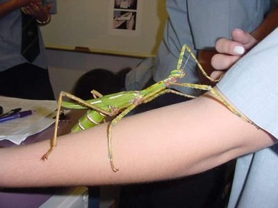 mantis-gigantea