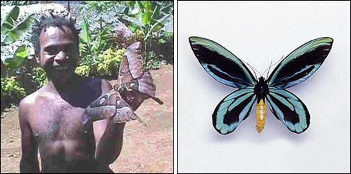 mariposa_gigante