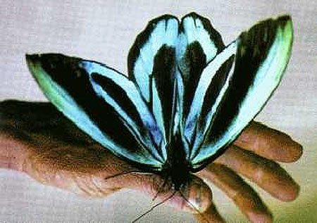 ornithoptera-alexandrae