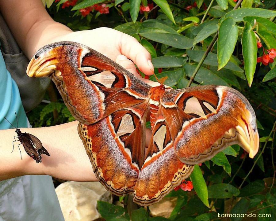 polilla_atlas