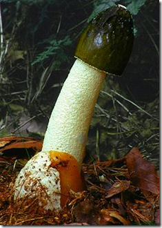 seta_falica